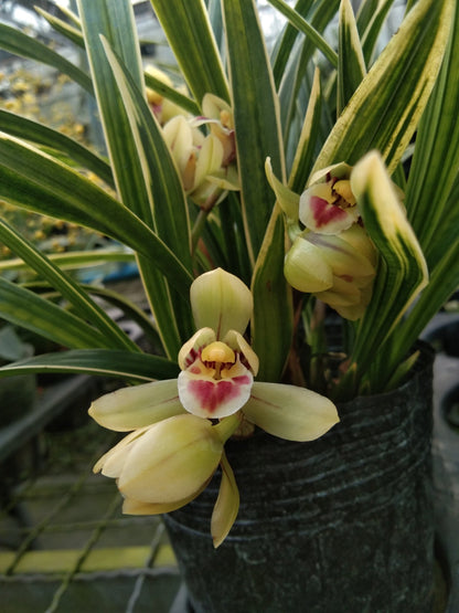 Cymbidium goeringii 'Caiyunhe'