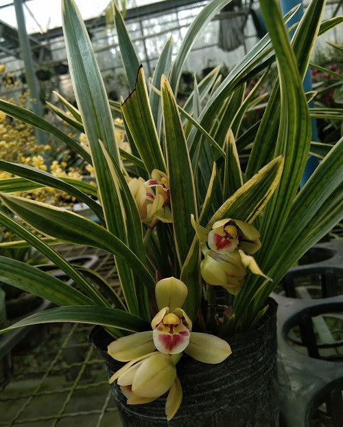 Cymbidium goeringii 'Caiyunhe'