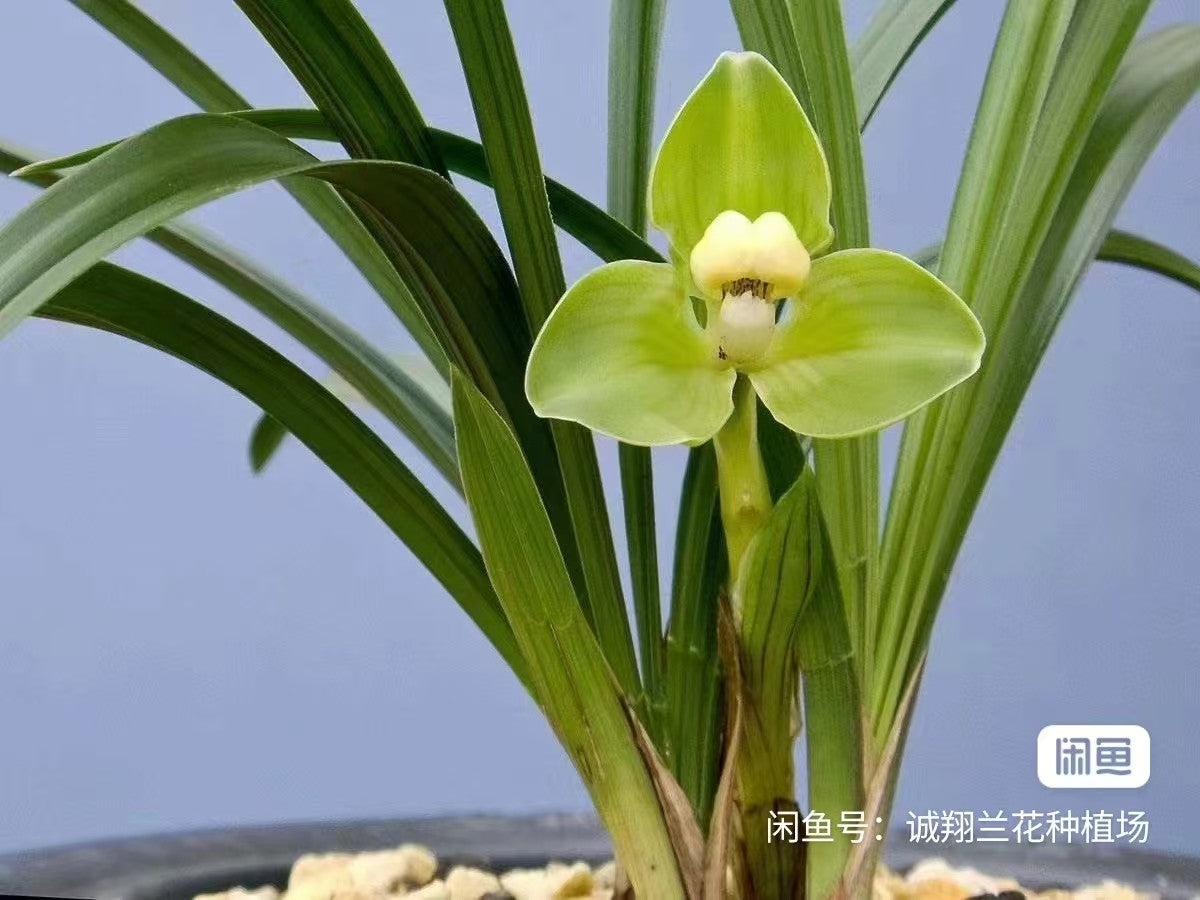 Cymbidium goeringii 'Cuitao'