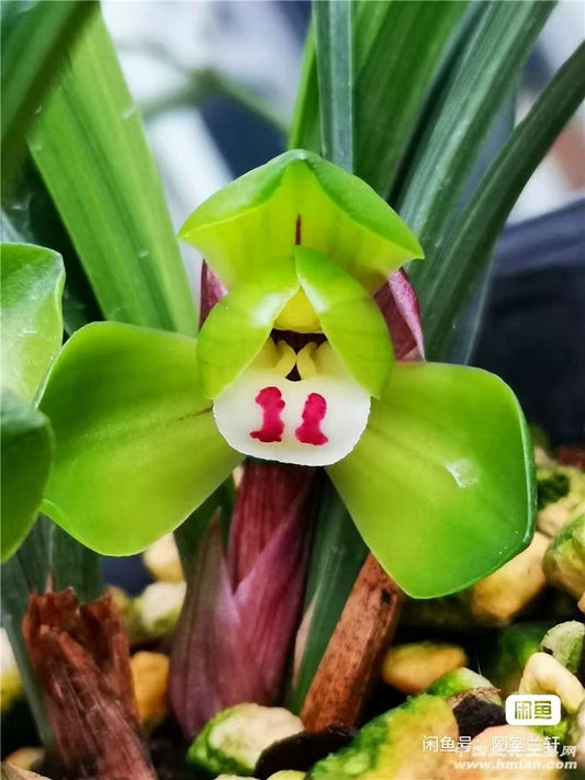 Cymbidium goeringii 'Dafugui'