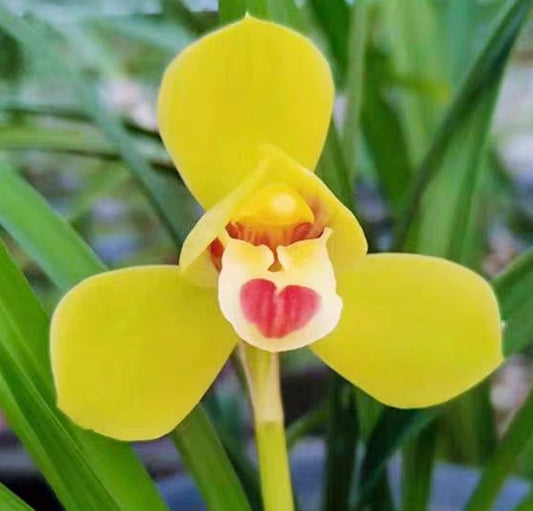 Cymbidium goeringii 'Huanghemei'