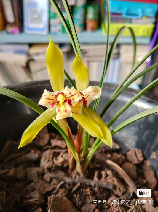 Cymbidium goeringii 'Huangsanxing'