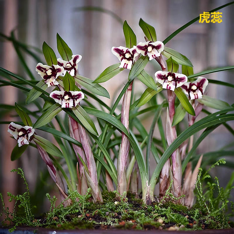 Cymbidium goeringii 'Sanxingdie'