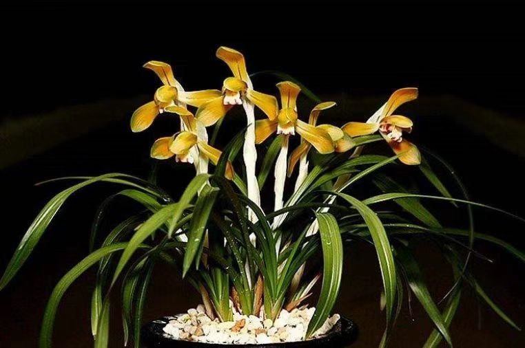 Cymbidium goeringii 'Taijisan'