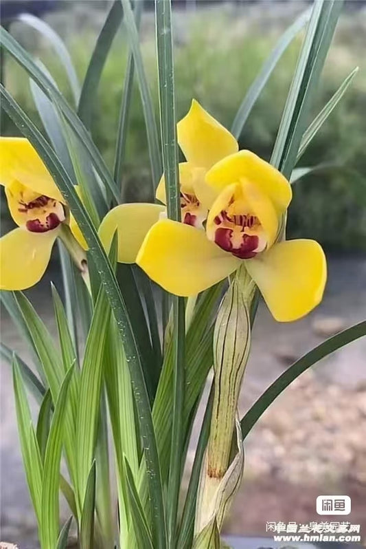 Cymbidium goeringii Yellow Lotus