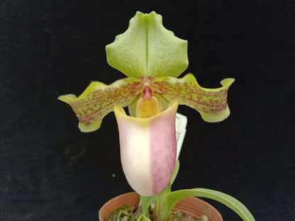 Paphiopedilum henryanum f. christae