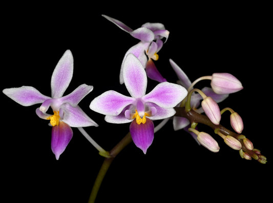 Phalaenopsis equestris