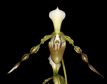 Paphiopedilum dianthum