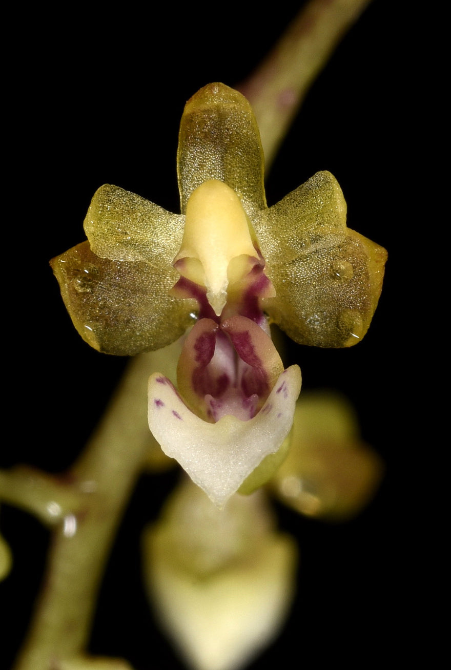 Phalaenopsis mirabilis