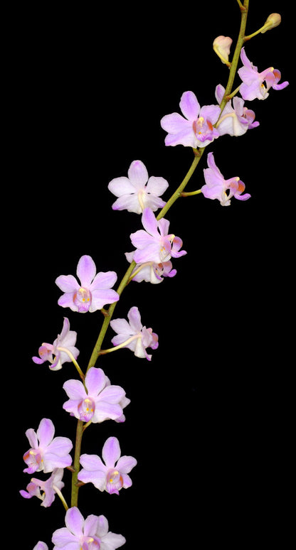 Phalaenopsis pulcherrima