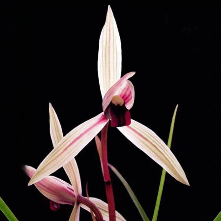 Cymbidium tortisepalum 'Bilonghongsu'