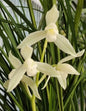 Cymbidium tortisepalum 'Daxuesu'