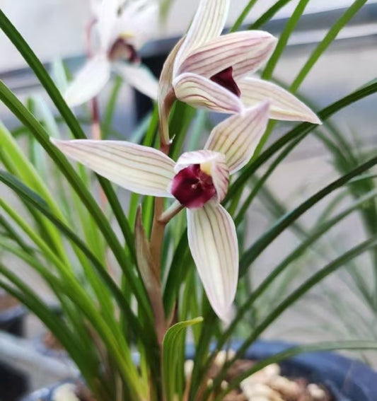 Cymbidium tortisepalum 'Erhongsu'