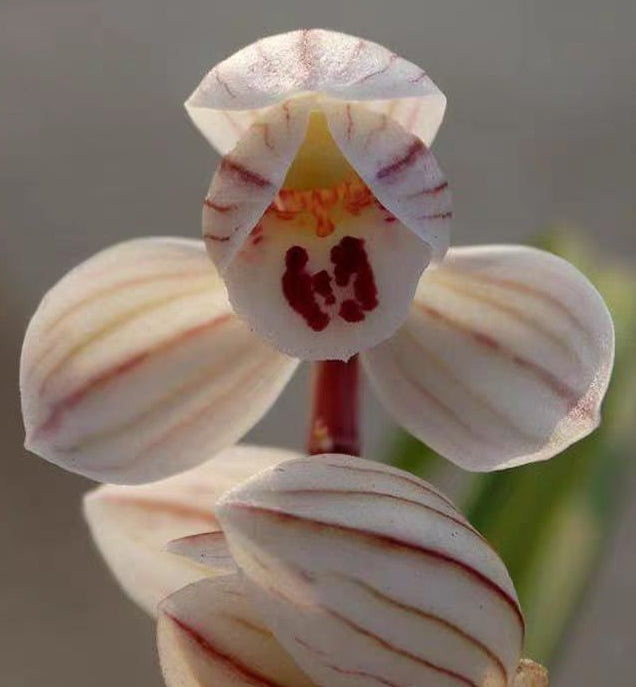 Cymbidium tortisepalum 'Lotus'