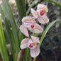 Cymbidium tortisepalum 'Lotus'