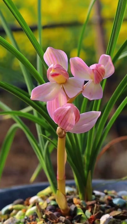 Cymbidium tortisepalum 'Pink Lotus'