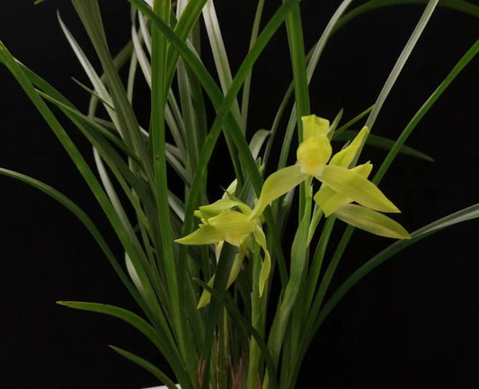 Cymbidium tortisepalum var. tortisepalum f.alba