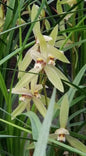 Cymbidium tortisepalum var. longibracteatum