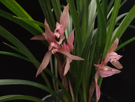 Cymbidium tortisepalum var. longibracteatum 'Dahongzhusha'