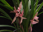 Cymbidium tortisepalum var. longibracteatum 'Dahongzhusha'