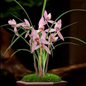 Cymbidium tortisepalum 'Xinjinyanzhi'