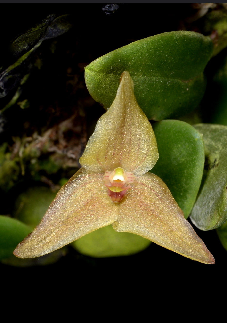 Bulbophyllum oblongum