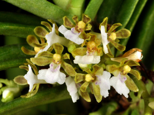 Trichoglottis triflora