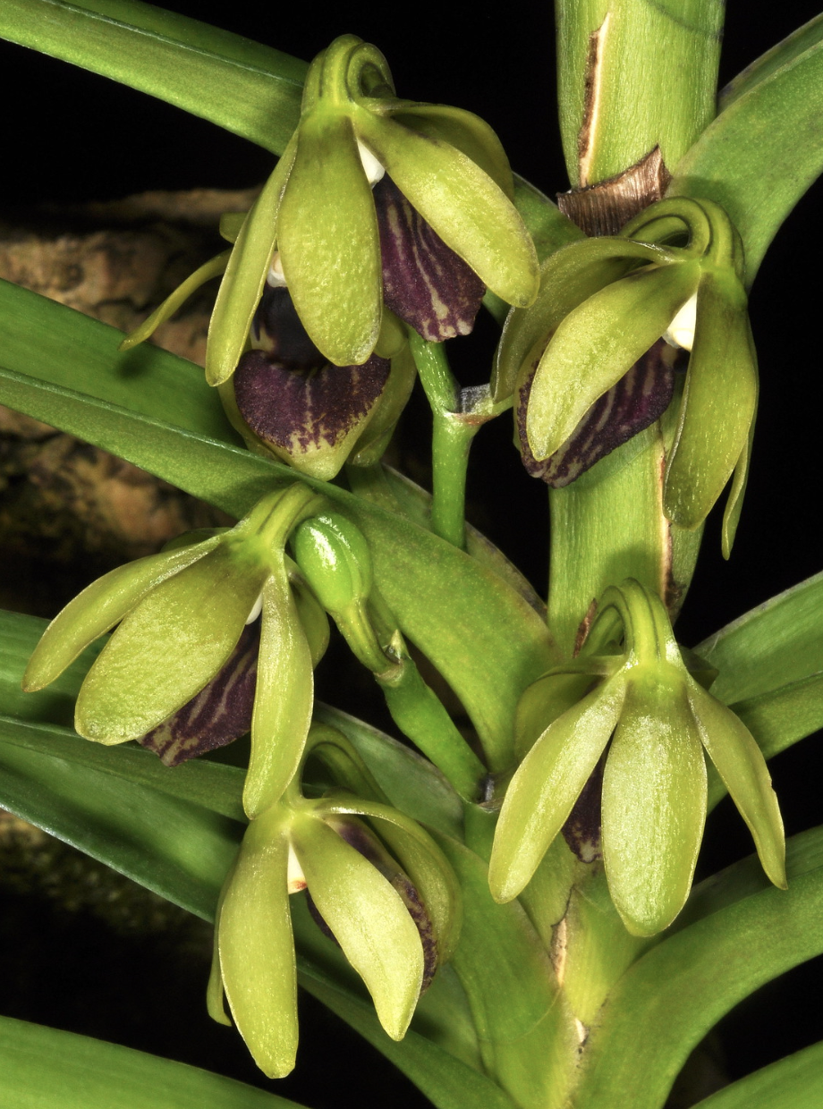 Vanda alpina