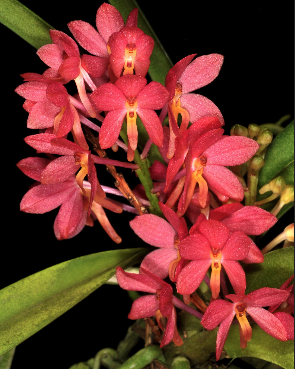 Vanda ampullacea