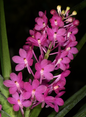 Vanda miniata